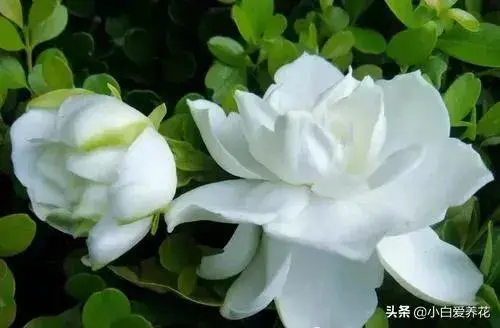 栀子花为何会叶枯叶黄？