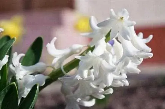 风信子的花语和寓意，盘点不同颜色风信子花语和寓意：白色风信子(寓意爱意) 粉红色风信子(寓意浪漫)