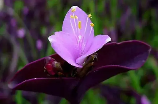 紫鸭跖草什么时候开花，紫鸭跖草花期花色/6月开花花语美