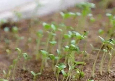 花卉果蔬盆景 | 康乃馨种子的种植方法