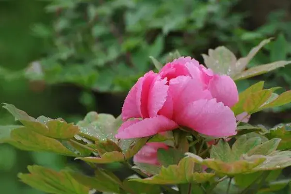 牡丹花花语和寓意