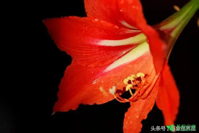 花语花香——坚持信念与笃定的百枝莲有哪些？