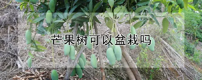 芒果树可以盆栽吗