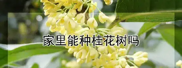 家里能种桂花树吗