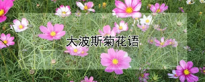 大波斯菊花语