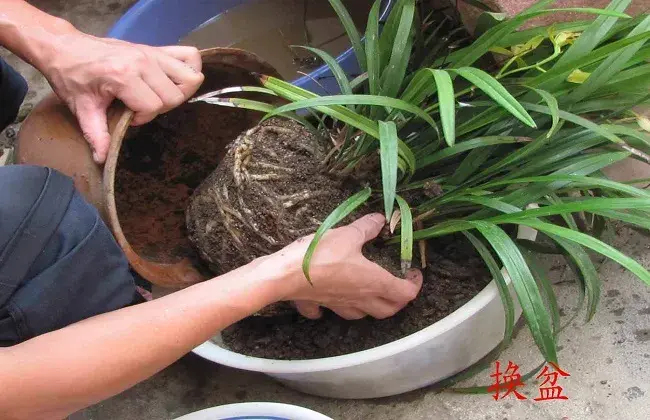 盆栽花卉换盆小心事项