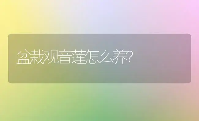 盆栽观音莲怎么养？ | 家庭养花