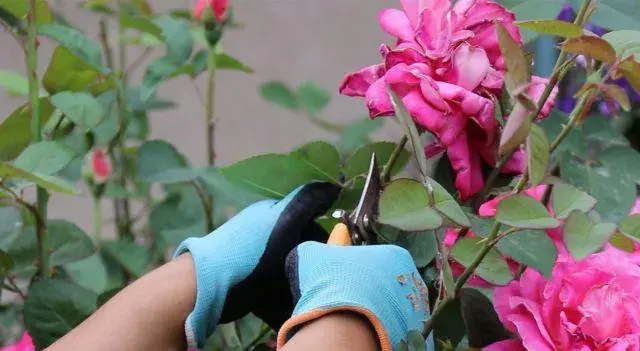 月季花开花后怎样修剪，株形更好，开花更多？