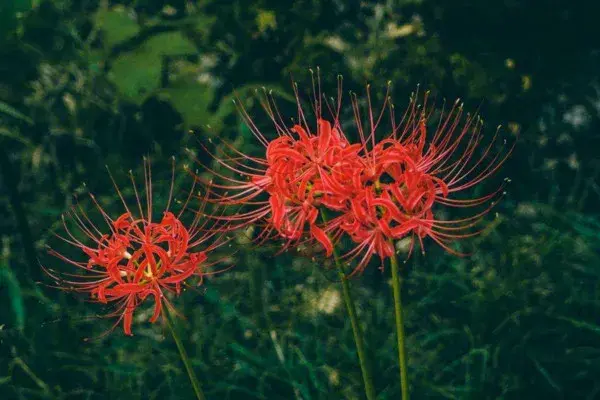 彼岸花花语