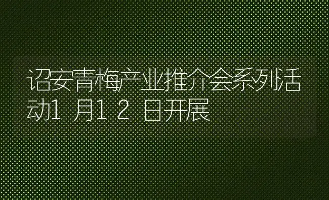 诏安青梅产业推介会系列活动1月12日开展 | 果木种植