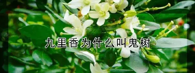 九里香为什么叫鬼树