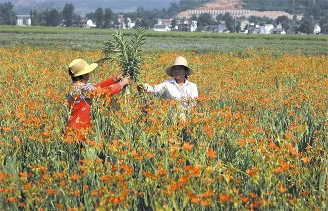 射干的栽培技术