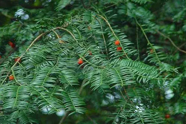 红豆杉种植前景怎么样，附红豆杉的种类