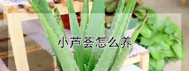 小芦荟怎么养