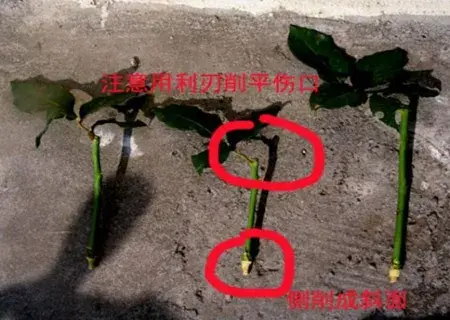 花卉果蔬盆景 | 玫瑰花插枝种植方法