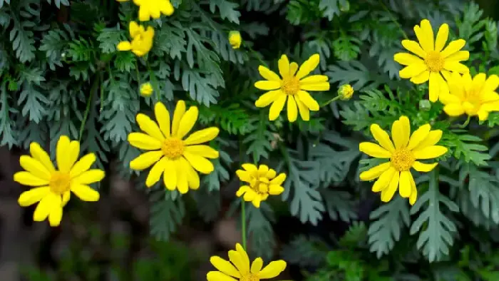 黄金菊的花语