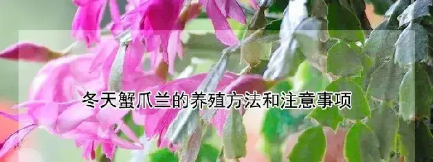 冬天蟹爪兰的养殖方法和注意事项