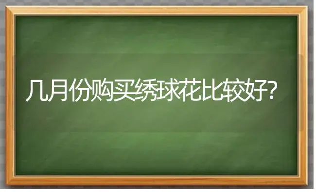 几月份购买绣球花比较好？ | 绿植常识