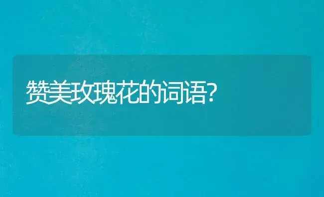 赞美玫瑰花的词语？ | 绿植常识