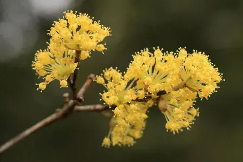 关于茱萸花的花语和传说故事