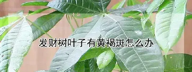 发财树叶子有黄褐斑怎么办