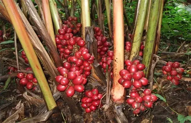 草果栽培需要小心哪些问题