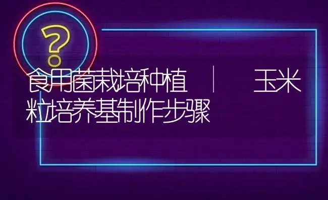 玉米粒培养基制作步骤 | 菌菇种植