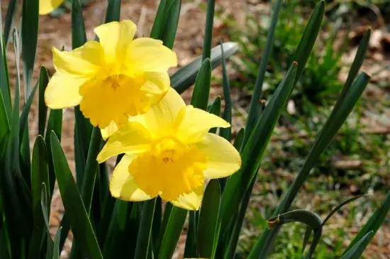 黄水仙花语