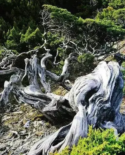 盆景知识 | 师法自然 精通造化——中国盆景艺术大师王选民