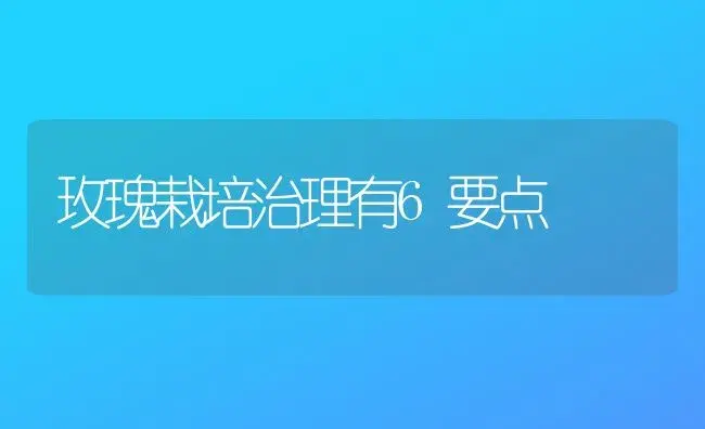 玫瑰栽培治理有6要点 | 家庭养花