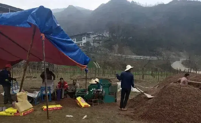 陕西省山阳县法官镇大寺庙村：结合自身实际做活土地文章 香菇撑起幸福路