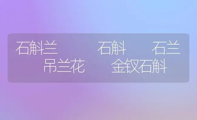 石斛兰   石斛  石兰  吊兰花  金钗石斛 | 家庭养花
