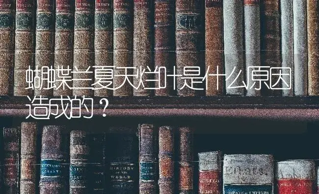 蝴蝶兰夏天烂叶是什么原因造成的？ | 绿植常识