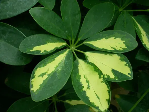 花叶鹅掌柴有毒吗，花叶鹅掌柴的花语竟然这么美丽