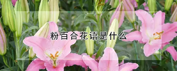 粉百合花语是什么