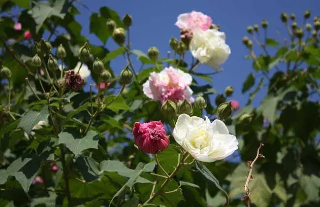 木芙蓉什么时候开花？木芙蓉的花语是什么？木芙蓉叶的功效与作用