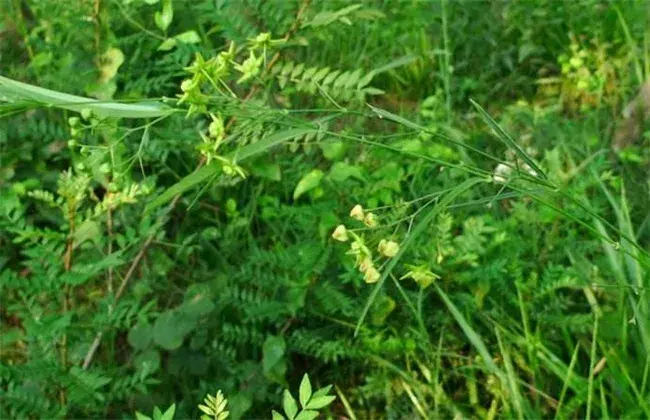 徐长卿的种植技术