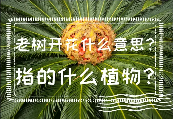 老树开花什么意思？指的什么植物？