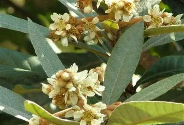 枇杷树花开时间和图片 枇杷的花语和寓意象征