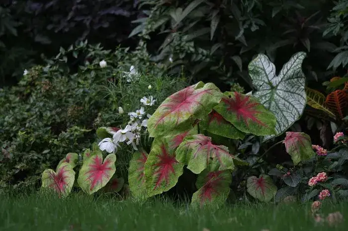 花叶芋花语是什么？