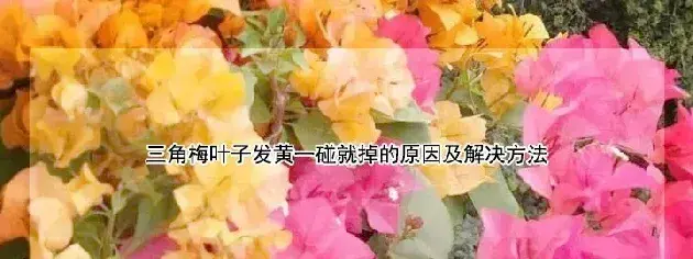 三角梅叶子发黄一碰就掉的原因及解决方法