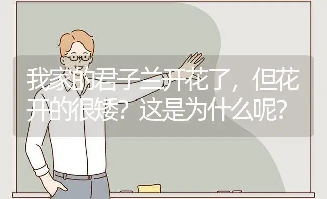 我家的君子兰开花了，但花开的很矮？这是为什么呢？ | 绿植常识