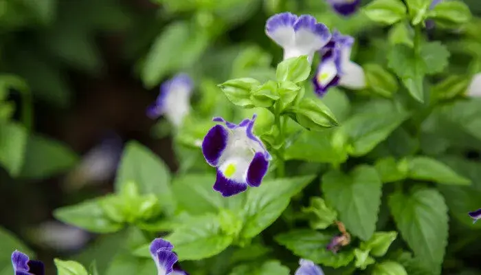 牵牛花花语是什么 牵牛花有什么花语