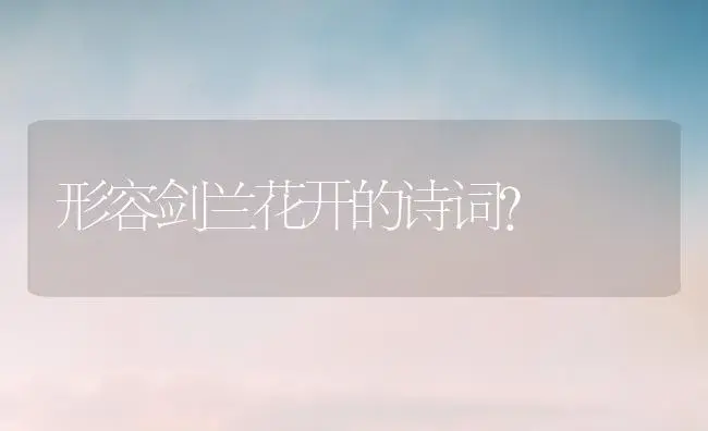 形容剑兰花开的诗词？ | 绿植常识