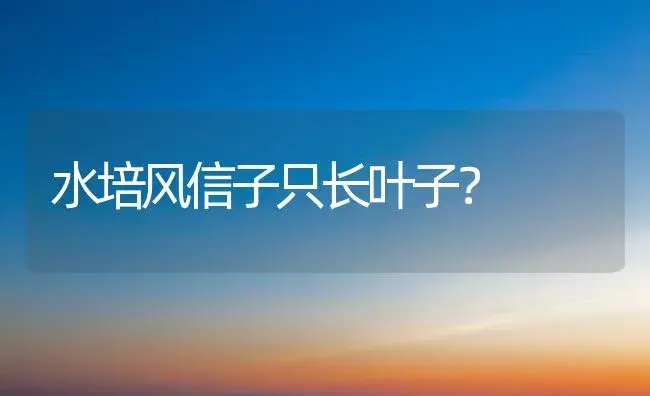 水培风信子只长叶子？ | 绿植常识