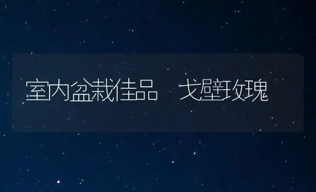 室内盆栽佳品―戈壁玫瑰 | 家庭养花