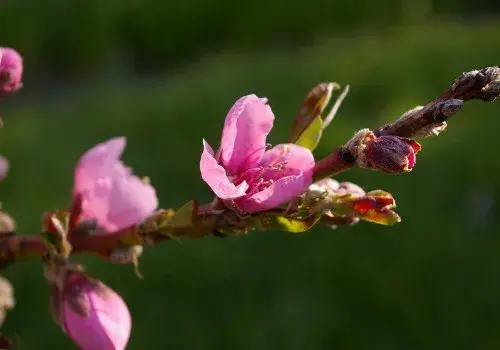 桃苗价格是多少钱一棵？怎样选购优质的？