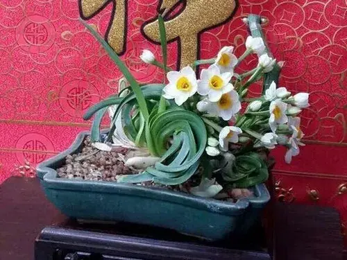 水仙花花语及传说