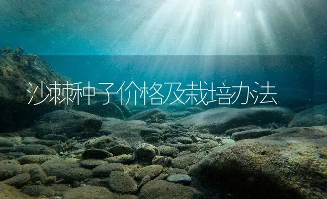 沙棘种子价格及栽培办法 | 药材种植