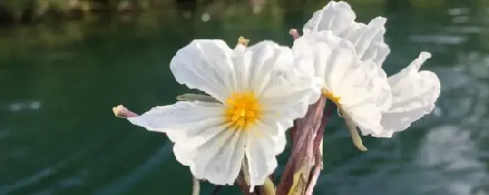 泸沽湖的水性杨花花语